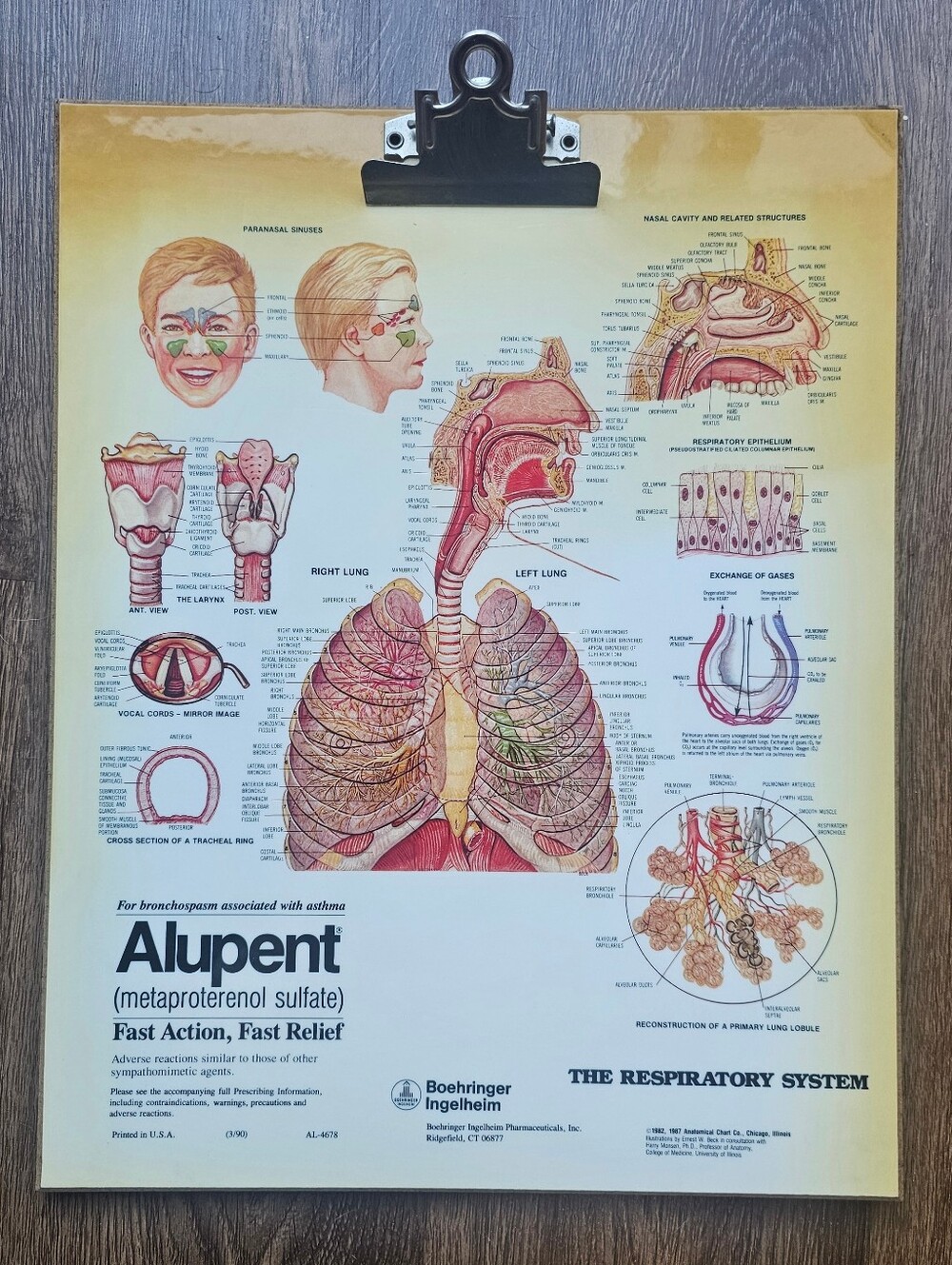 Alupent Drug Rep Advertisement The Respiratory System Chart Clipboard 1987 Rare